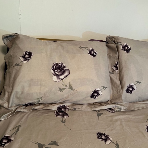 Shams - Picture 1 of 4